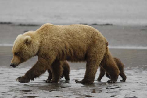 picture of mother and baby bear Alaska Bear Adventures